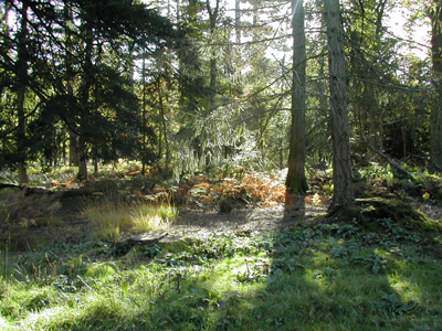Forest